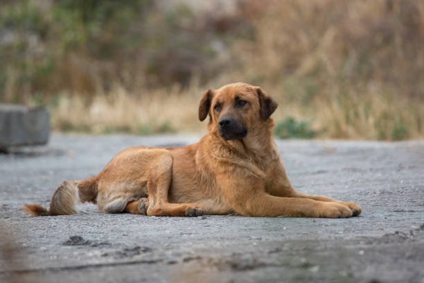 istock A stray mongrel dog on a city street 685889436