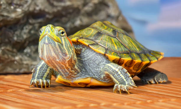 Red-eared slider close-up Portrait of a red-eared tortoise.(4) armory photos stock pictures, royalty-free photos & images