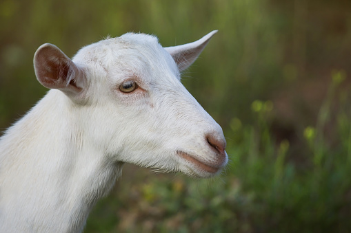 White Goat. Close-up portrait