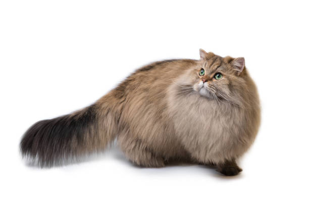 soffice gatto britannico a pelo lungo, isolato su uno sfondo bianco - inglese a pelo lungo foto e immagini stock