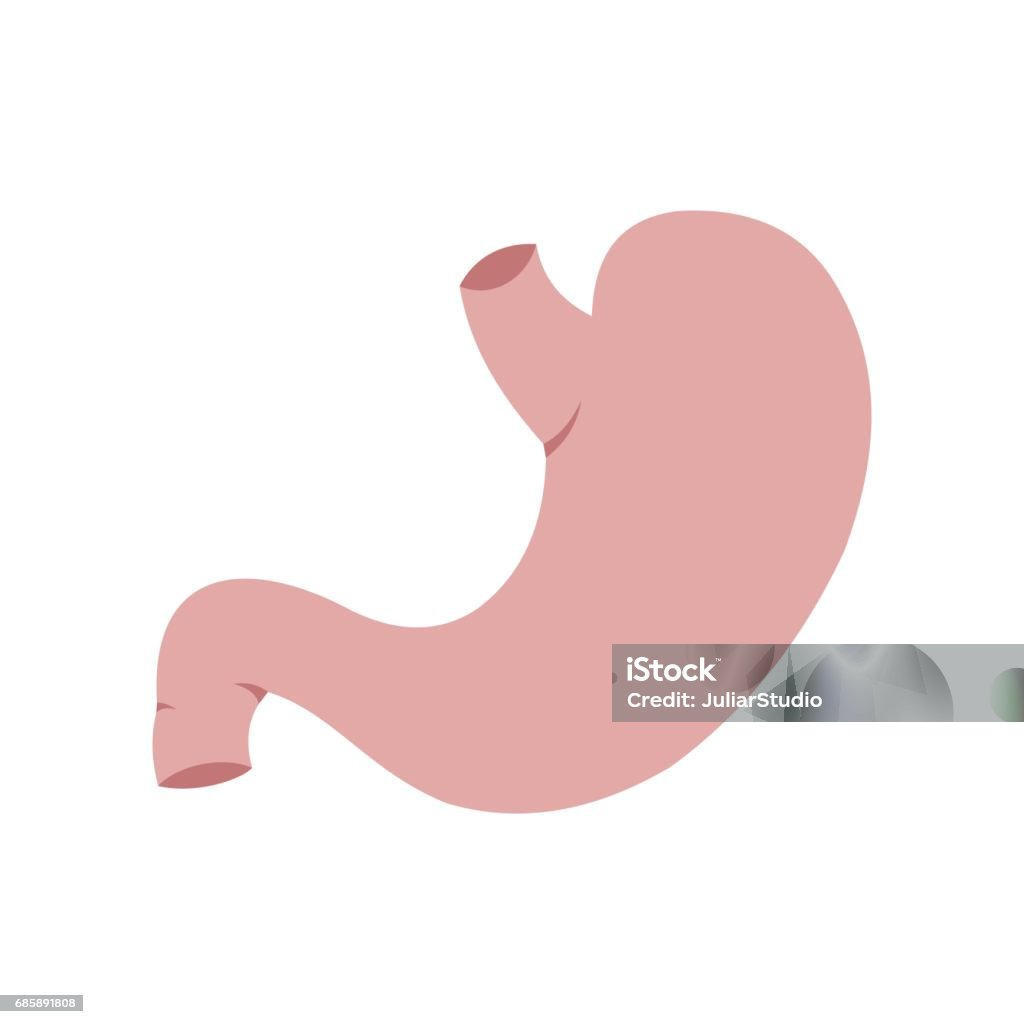 Human stomach icon Human stomach icon in flat style isolated on white background Anatomy stock vector