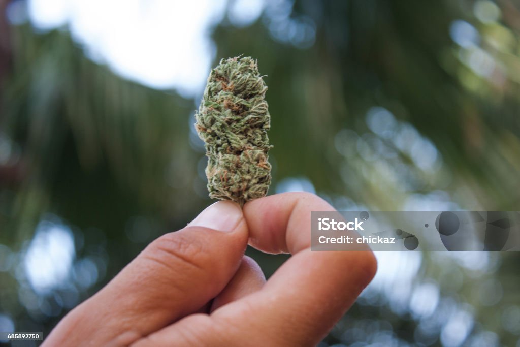 Homme tenant le bourgeon de la marijuana dans un coup de main - Photo de Plant de cannabis libre de droits