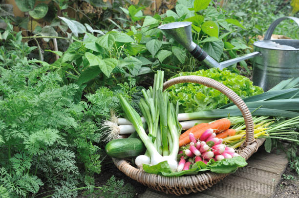 istock vegetable basket in garden 685893862