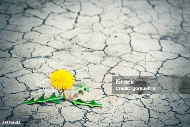 Kleiner Baum Bricht Durch Das Pflaster Grüne Spross Einer Pflanze Macht Den Weg Durch Einen Riss Asphalt Konzept Nicht Aufgeben Egal Was Nichts Ist Unmöglich Stockfoto und mehr Bilder von Städtische Straße