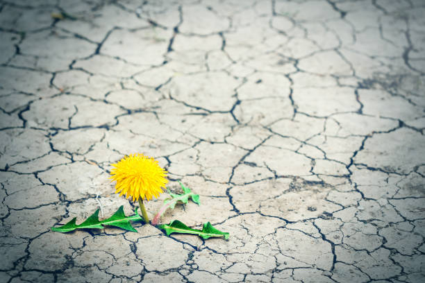istock Small tree breaks through the pavement. Green sprout of a plant makes the way through a crack asphalt. Concept: don't give up no matter what, nothing is impossible. 685896458