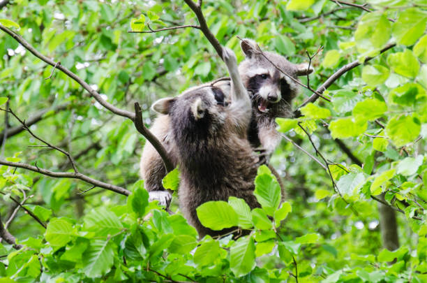 istock Two raccoons are climbing in a treetop 685896508