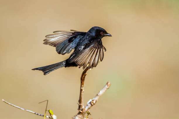 istock Fork-tailed Drongo in Kruger National park, South Africa 685897570