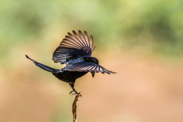 drongo dalla coda a forchetta nel parco nazionale kruger, sudafrica - drongo foto e immagini stock