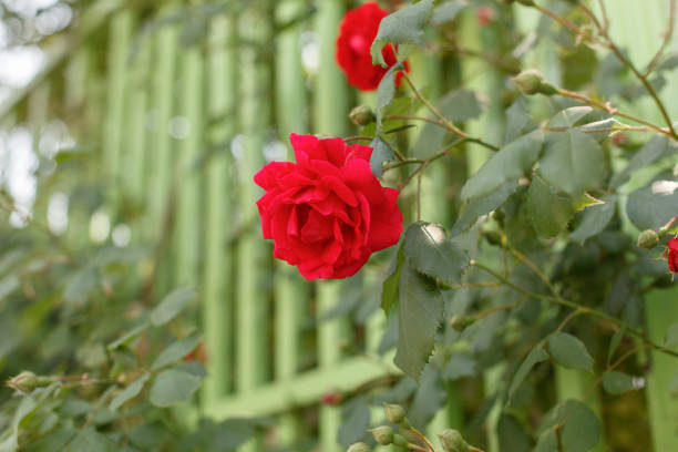 Beautiful red blooming rose flower on the streets of Seoul City