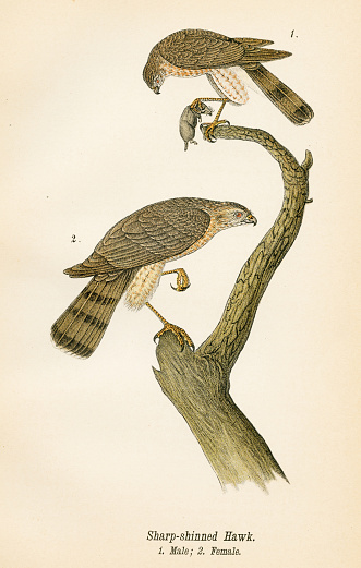 Report on the Birds of Pennsylvania by B.H.Warren M.D.  1890