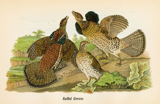Report on the Birds of Pennsylvania by B.H.Warren M.D.  1890