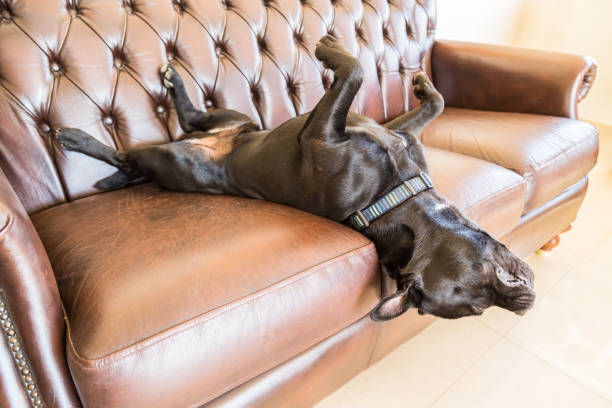 Cute springer spaniel mix at home indoors