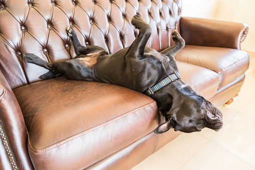 A black staffordshire bull terrier dog asleep on a brown vintage style leather sofa. He is lying on his back with his feet in the air with his head hanging off the side of the sofa. he is very relaxed.