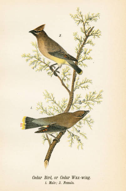Cedar bird lithograph 1890 Report on the Birds of Pennsylvania by B.H.Warren M.D.  1890 cedar waxwing stock illustrations