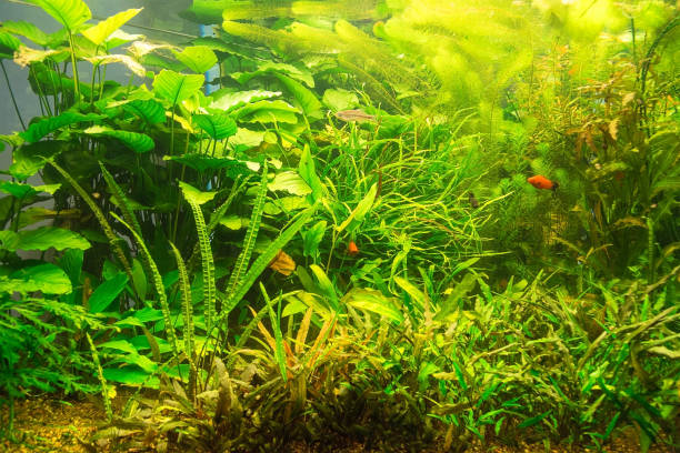 istock Green beautiful planted reshwater aquarium 685910800