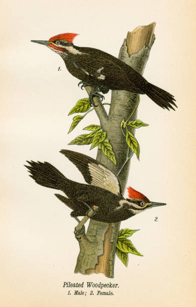 litografia ptaków dzięcioła 1890 - pileated woodpecker animal beak bird stock illustrations