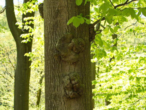 Growths on the beech trunk