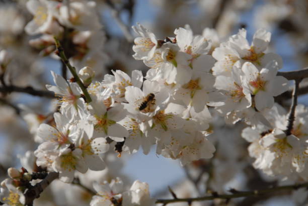 istock Almond blossom in Spain 685915048