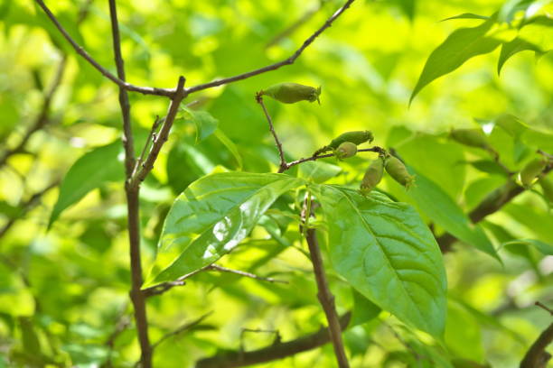 istock Fruit of the Chimonanthus praecox 685921614