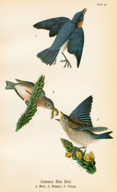 Common blue bird lithograph 1890 Report on the Birds of Pennsylvania by B.H.Warren M.D.  1890 bluebird bird stock illustrations