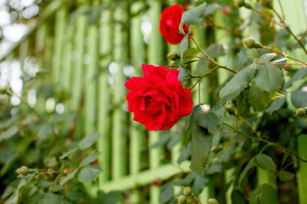 Red fresh rose on White Wall in spring