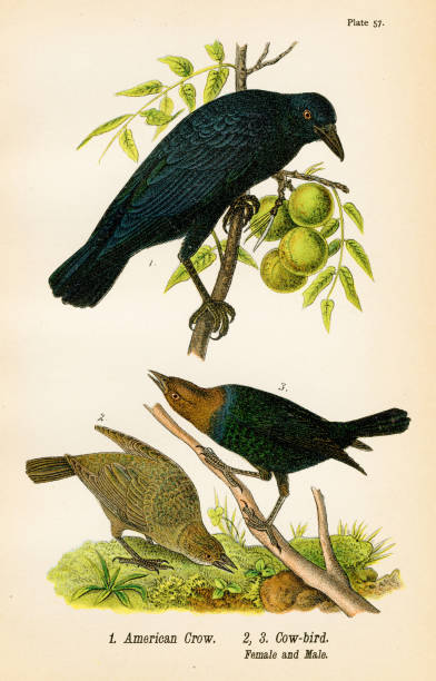 illustrazioni stock, clip art, cartoni animati e icone di tendenza di litografia americana degli uccelli corvo 1890 - cowbird