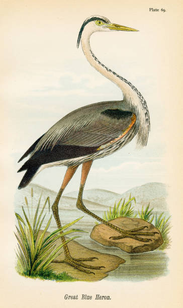 Blue heron bird lithograph 1890 Report on the Birds of Pennsylvania by B.H.Warren M.D.  1890 blue heron stock illustrations