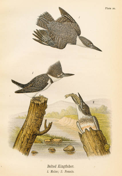 Belted kingfisher bird lithograph 1890 Report on the Birds of Pennsylvania by B.H.Warren M.D. 1890 pics of belted kingfisher stock illustrations