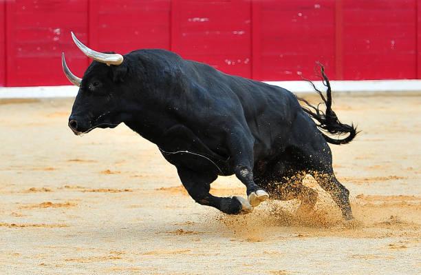 bull spanish bull in bullring bullring stock pictures, royalty-free photos & images