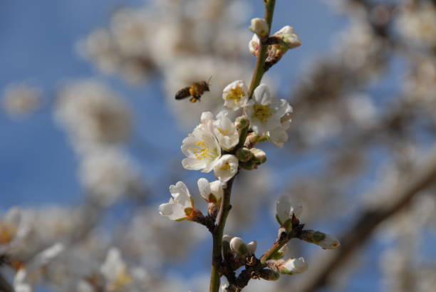 istock Almond blossom in Spain 685928280