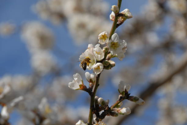 istock Almond blossom in Spain 685931092