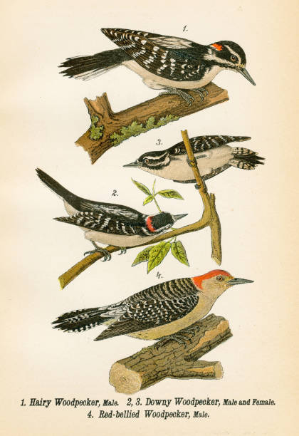 ilustraciones, imágenes clip art, dibujos animados e iconos de stock de litografia de pájaro carpintero 1890 - picoides villosus
