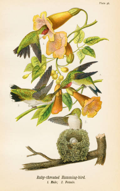 humming litografia ptaków 1890 - egzotyczny ptak obrazy stock illustrations