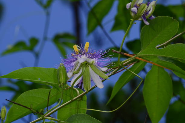 View from below of Passion vine flower on vine Maypop (passiflora incarnata) blooming in bright sunlight. Photo taken in Bay county, Florida pine log state forest stock pictures, royalty-free photos & images