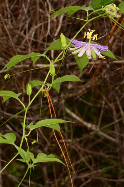 Side view macro of Passion vine flower on vine with many buds Maypop (passiflora incarnata) flower on winding vine with leaves and many buds. Photo taken in Bay county, Florida pine log state forest stock pictures, royalty-free photos & images