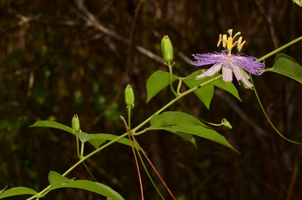 芽と葉のつるに情熱のつるの花の側面図 - パインログ州有林 ストックフォトと画像