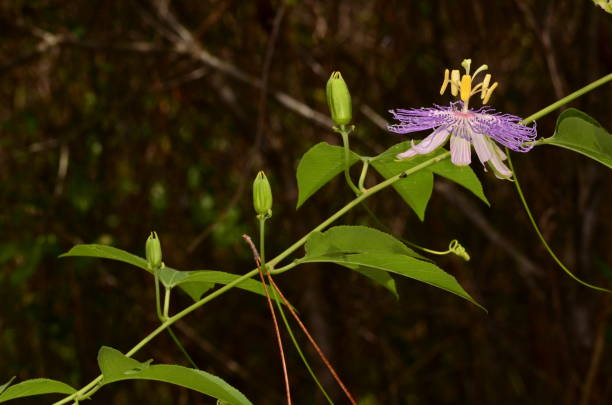 Side view of Passion vine flower on vine with buds and leaves Maypop (passiflora incarnata) blooming in bright sunlight. Photo taken in Bay county, Florida pine log state forest stock pictures, royalty-free photos & images