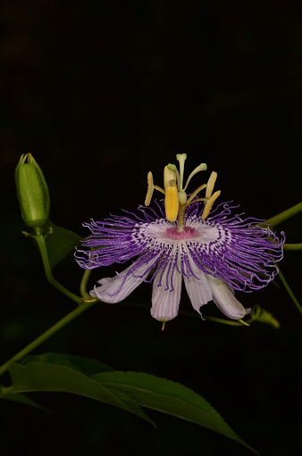 Maypop (passiflora incarnata) with intricate flower detail. Photo taken in Bay county, Florida