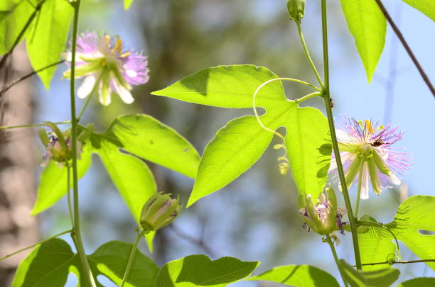 Bright view from below of Passion vine flowers on vine Maypop (passiflora incarnata) blooming in bright sunlight. Photo taken in Bay county, Florida pine log state forest stock pictures, royalty-free photos & images