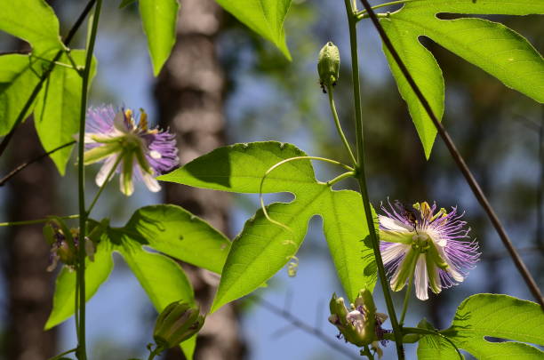 View from below of backlit Maypop (Passion vine) flowers and leaves on vine Maypop (passiflora incarnata) blooming in bright sunlight. Photo taken in Bay county, Florida pine log state forest stock pictures, royalty-free photos & images