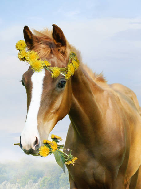 Small foal in a wreath of flowers of dandelions
