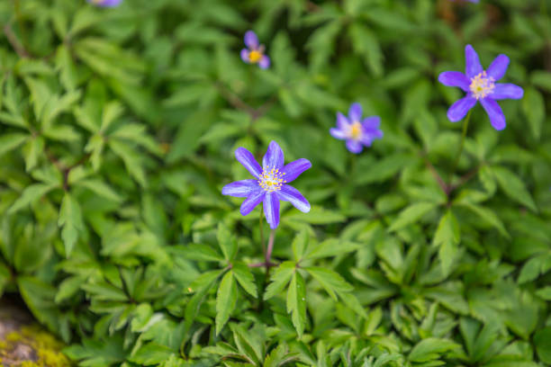 Spring flower, liverwort.