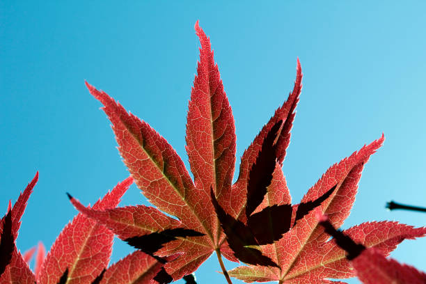 istock Japanese maple leaves against a blue sky 685944074