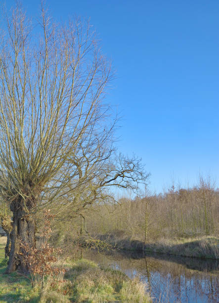 Basket Willow(Salix viminalis)at Nette River in Rhineland,Germany