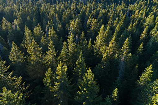 Aerial view of evergreen spruce trees at sunset.