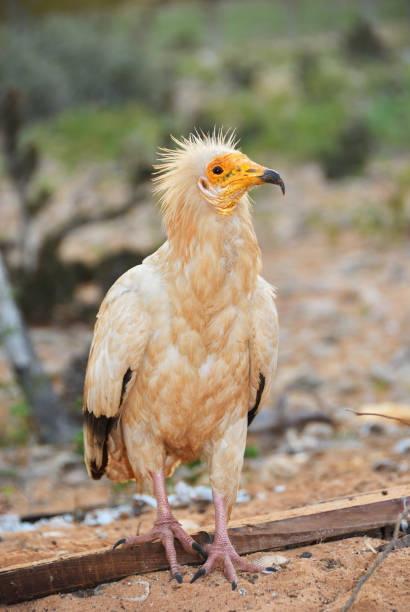 istock Egyptian Vulture, Socotra island 685945630