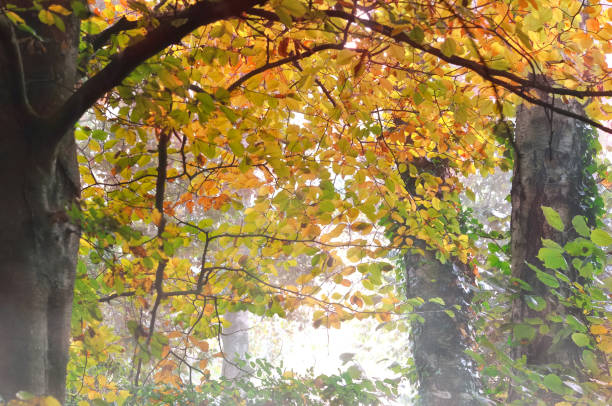 istock golden foliage in autumn 685945842