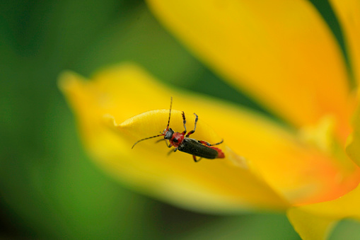 cute bug sitting on yellow tulip