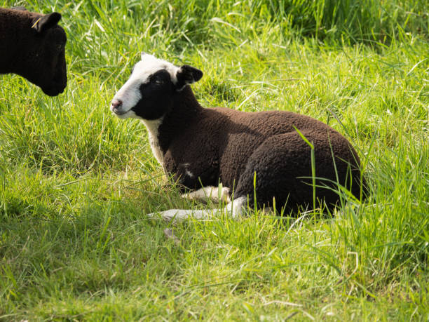 istock two young brown sheep look at each other, one lying on a green meadow 685949522