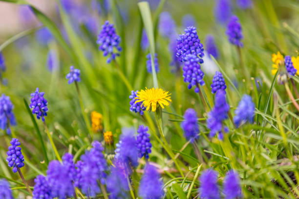 Amazing spring flowers